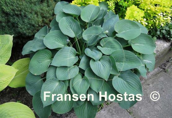 Hosta Abiqua Blue Edger